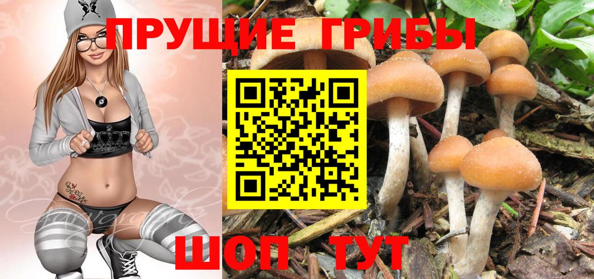 Галлюциногенные грибы Psilocybine cubensis  Вход с VPN  Железноводск 